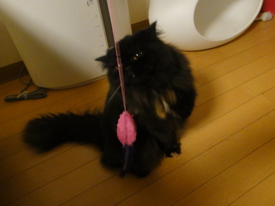 ランコと遊ぼ