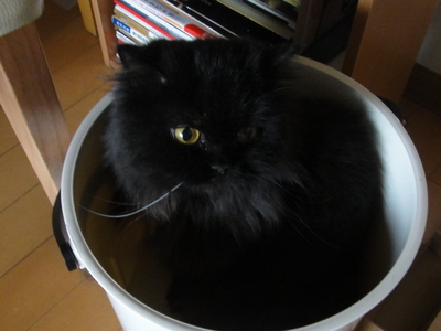 ランコと遊ぼ