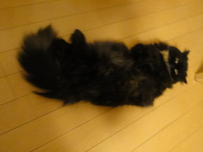 寝ている猫を邪魔する