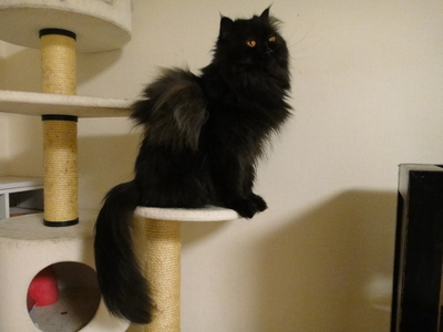 伝説の翼猫　最後の目撃情報！