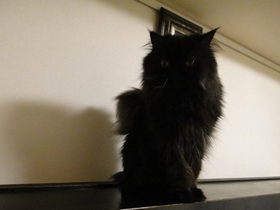 伝説の翼猫　最後の目撃情報！