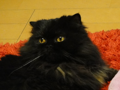 伝説の翼猫　最後の目撃情報！