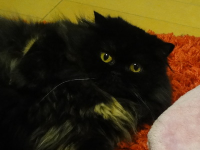 伝説の翼猫　最後の目撃情報！
