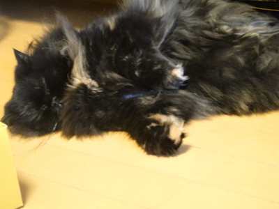 寝散らかるモフモフ隊ら