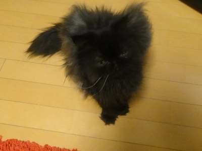 ナンパする翼猫