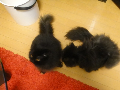 ナンパする翼猫