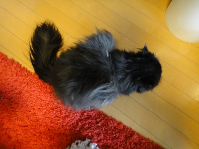 ナンパする翼猫