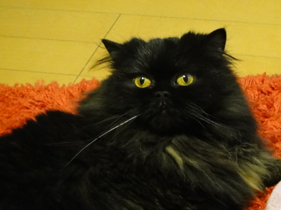 絶好調な猫