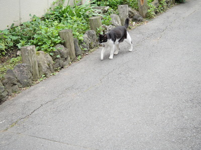絶好調な猫