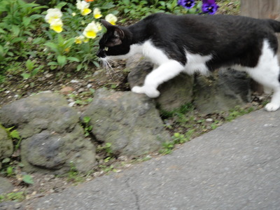 絶好調な猫