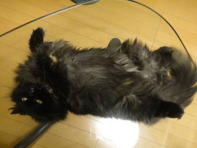 独り占めサイコー！