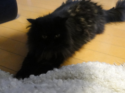 甘えん坊だねえ