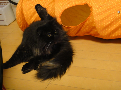 お手入れモフモフ隊