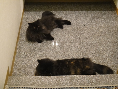 猫あるある～秋編～