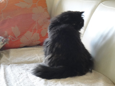 猫あるある～秋編～