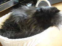 かご猫は夢の中
