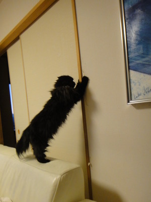 猫あるある～日常のひとコマ編～