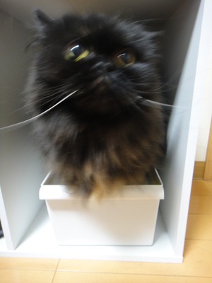 パパラッチ襲撃！