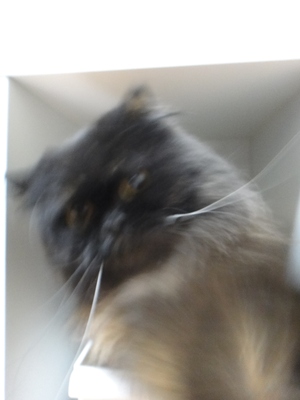パパラッチ襲撃！