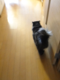 ニャコムしてますか