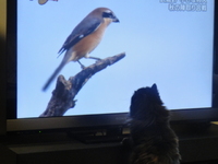 狩りをする猫