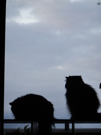 夜明けのキャット