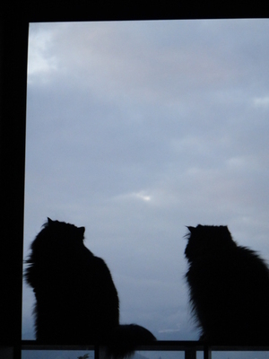夜明けのキャット