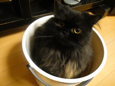 チョー人面猫