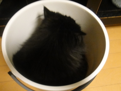 チョー人面猫