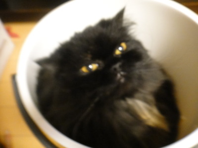 チョー人面猫