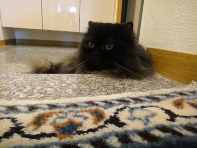 避暑地へようこそ