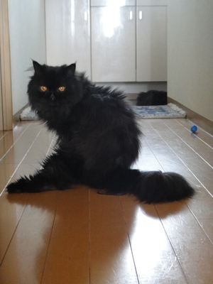今年も避暑地始めました