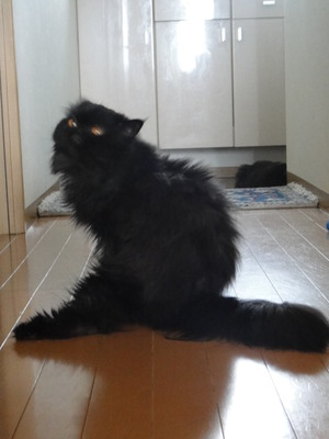 今年も避暑地始めました
