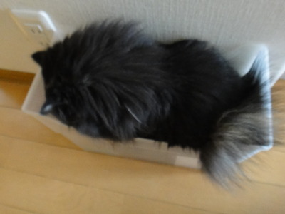 リゾートのモフモフ隊