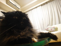 夏休みホラー猫スペシャル☆