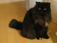 ほんとにあった怖い猫