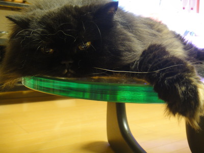 猫に呆れられる