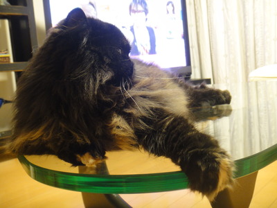 猫に呆れられる