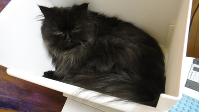 猫の宝石箱や～☆