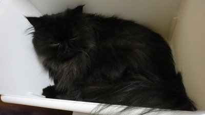 猫の宝石箱や～☆