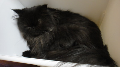 猫の宝石箱や～☆