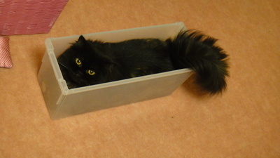 猫の宝石箱や～☆