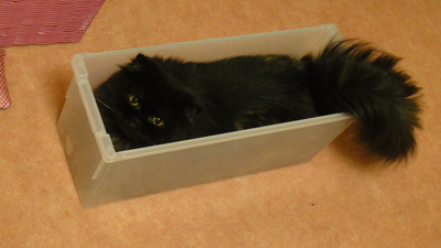 猫の宝石箱や～☆