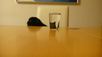黒猫のコップ