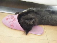 子猫がいたあの夏