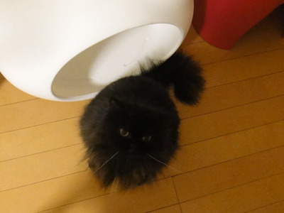 猫にコントロールされている
