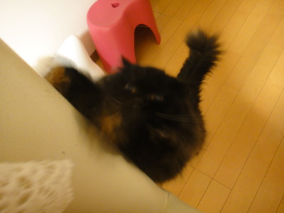 猫にコントロールされている