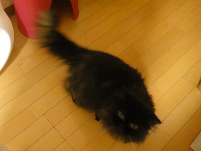 猫にコントロールされている