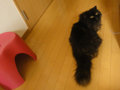 猫にコントロールされている