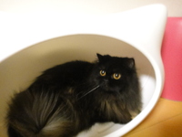 上を向いて歩こう！